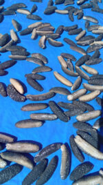 Sand fish Dry - Image 2