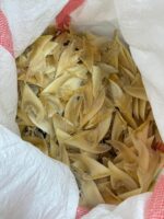 Shark Fins (Process) - Image 2