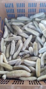 Disco Fish Sea Cucumber (DRY) - Image 4