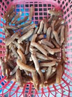 Disco Fish Sea Cucumber (DRY) - Image 3